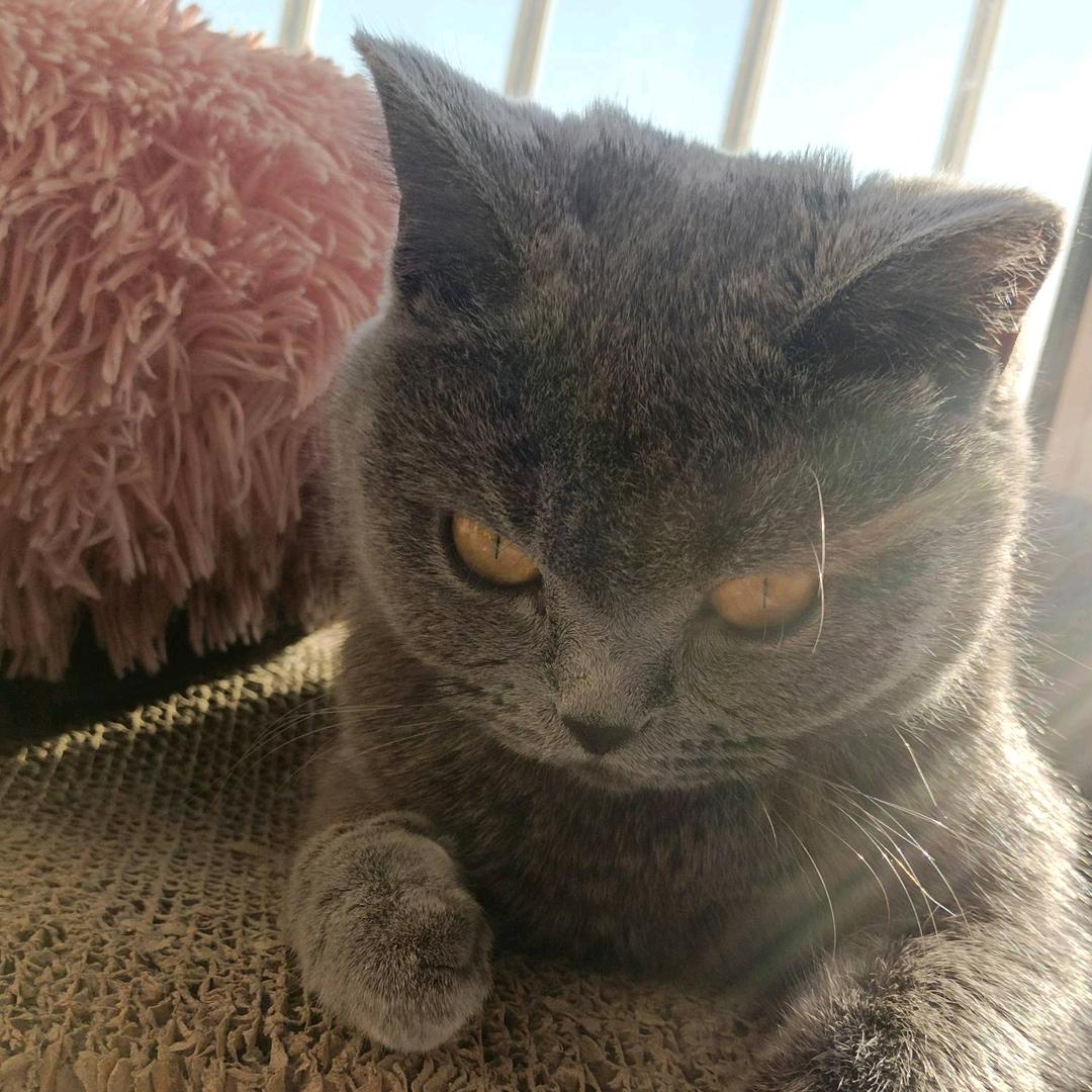 悲伤玉米排骨汤（豪华版）