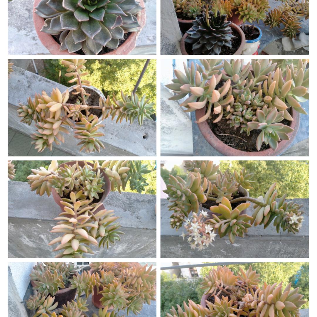 萱草忘忧