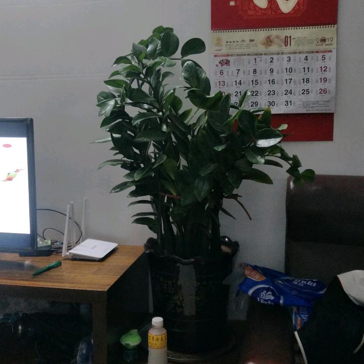 娇