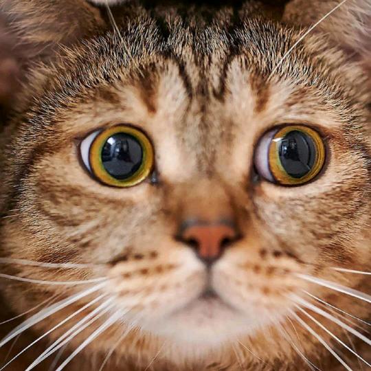 猫哥😻😻