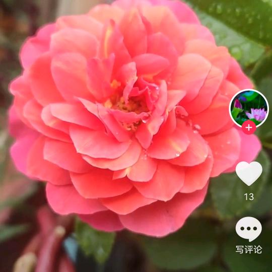 🐇🐇队长🦐🦐