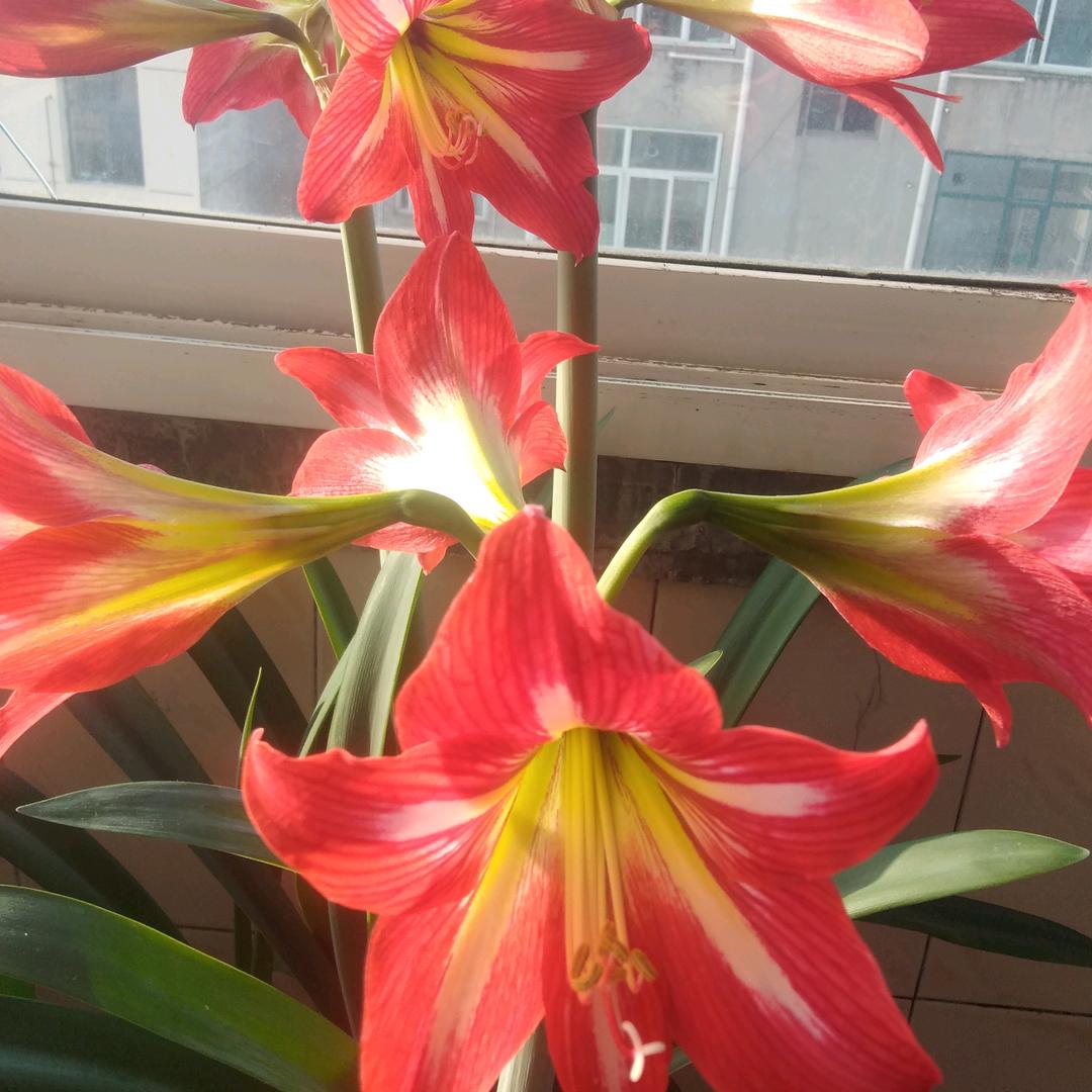 水蜜桃