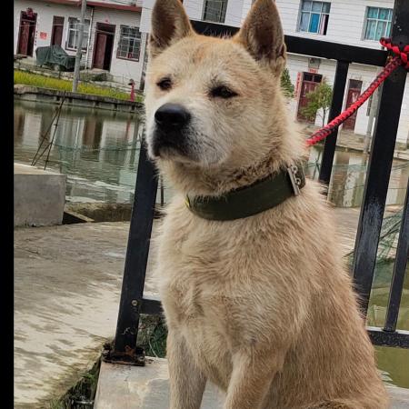 荣哥猎犬培训基地