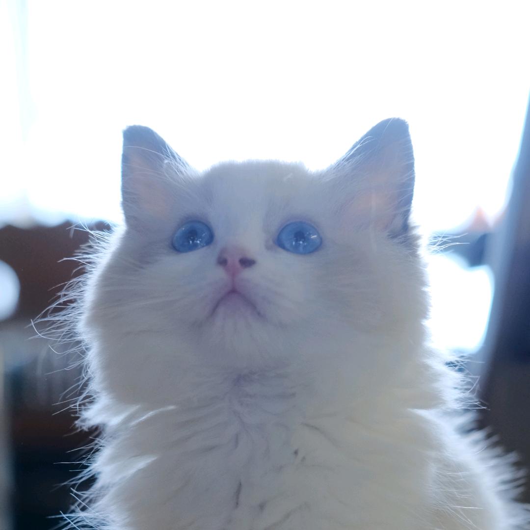 泡芙小子