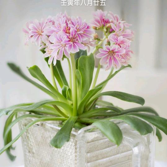 单身的幸福