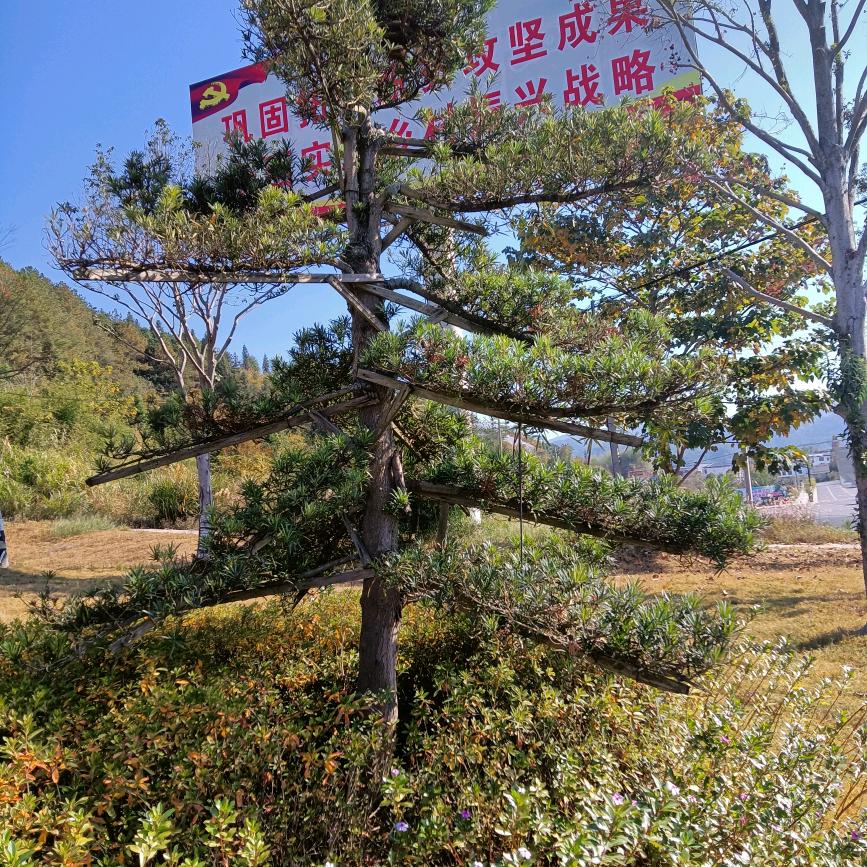 梅花