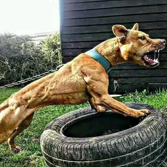 豫辉果子狸猪獾赤麂比特犬宠物养殖有限公司