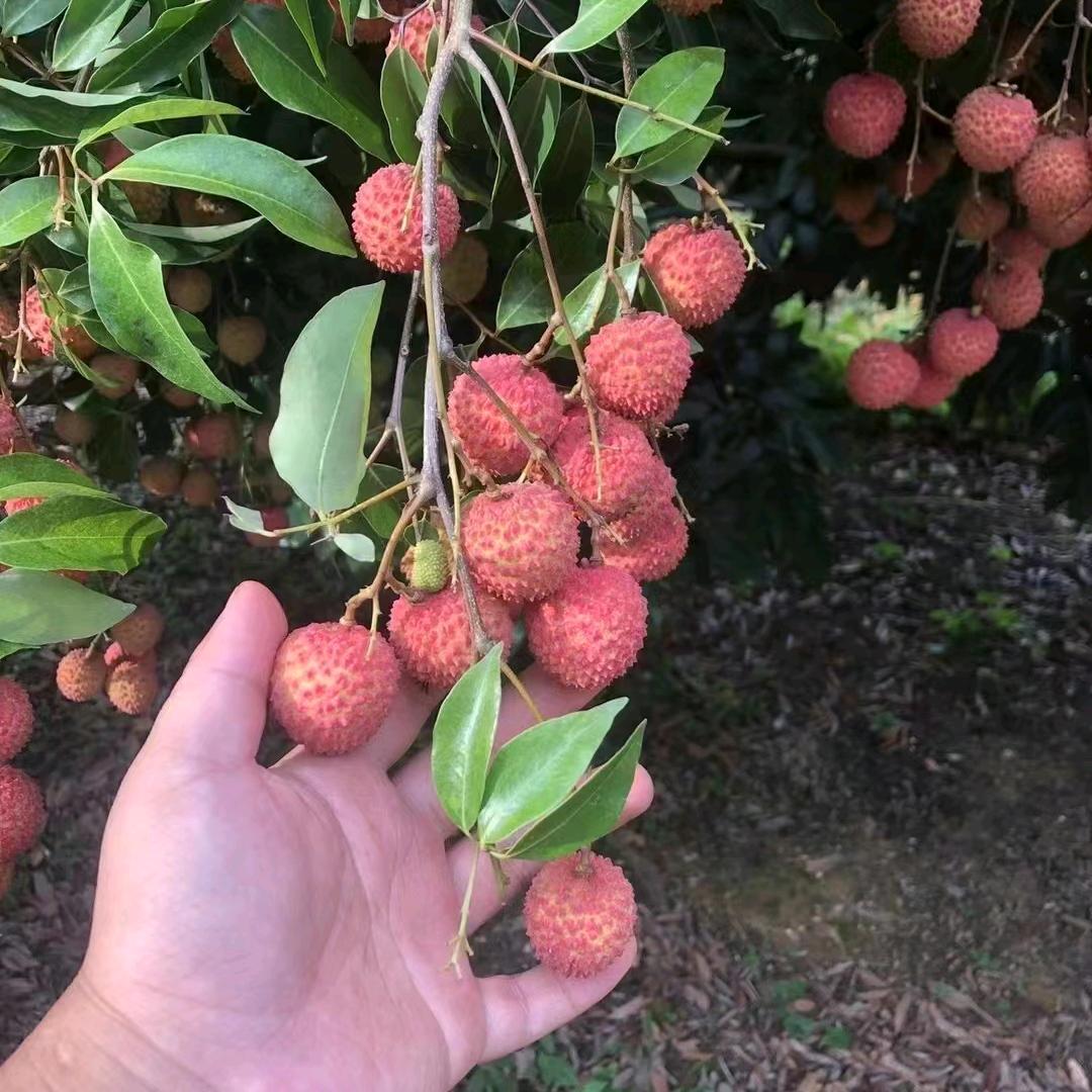 鸣蜩十九
