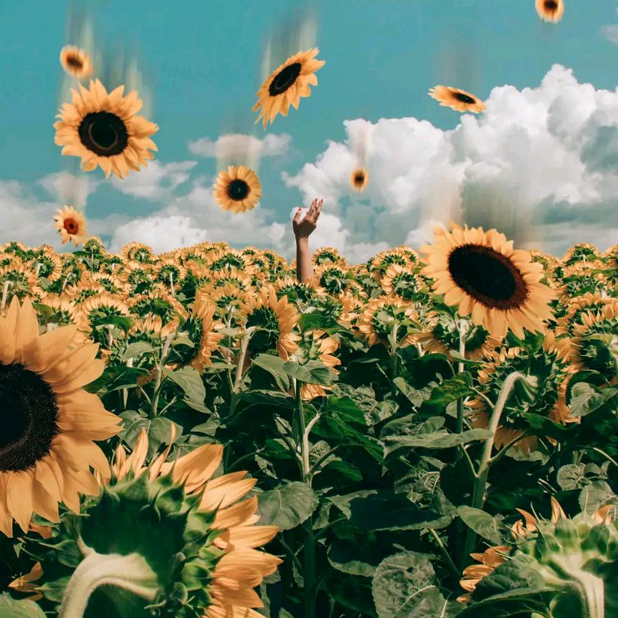 红鲤鱼绿鲤鱼于驴