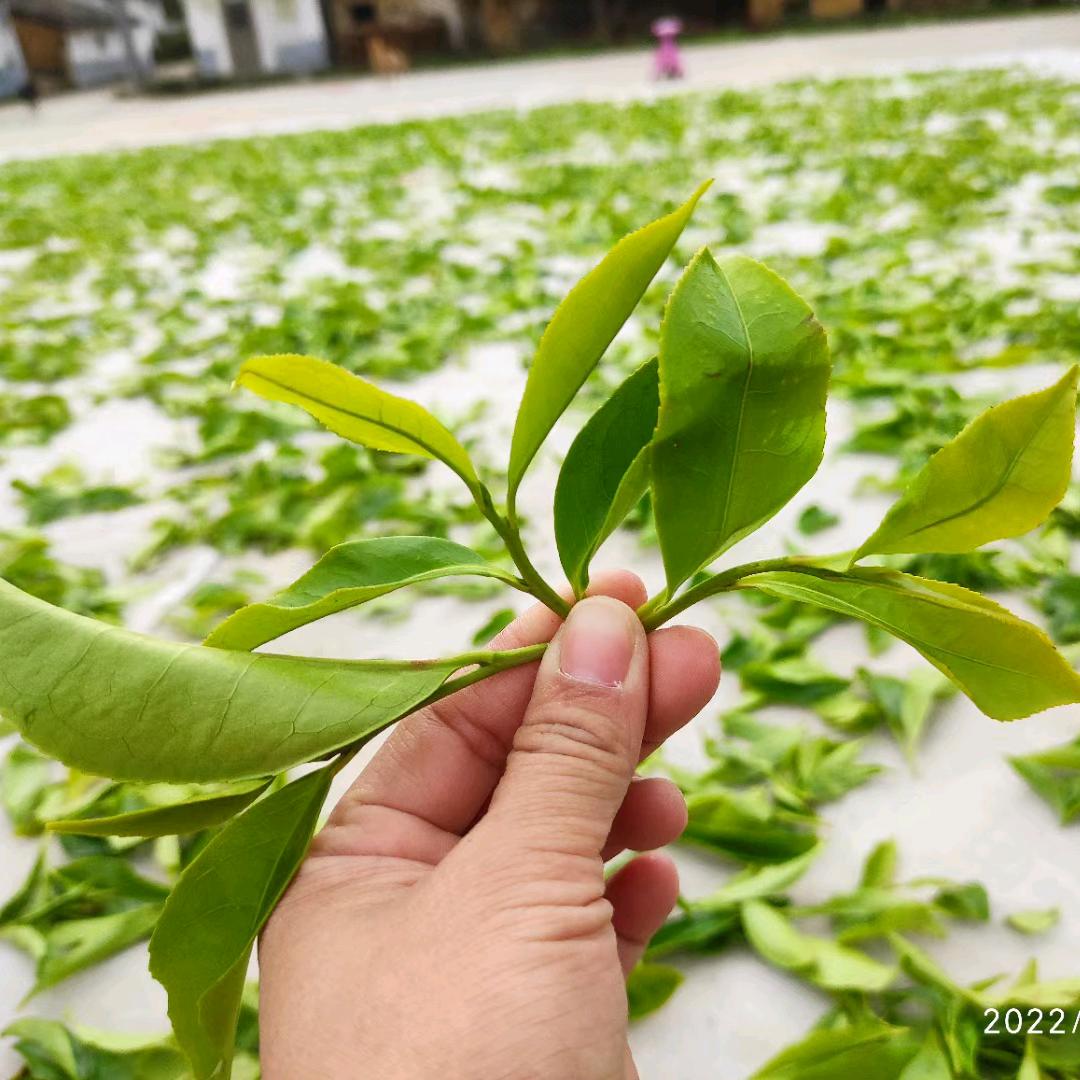 饶平县品茗香茶厂