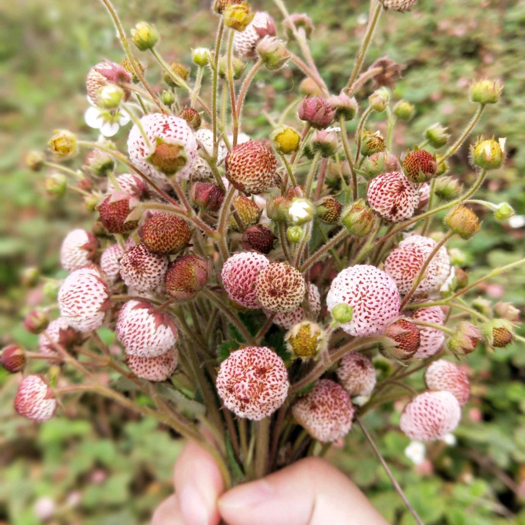 এ💕沙只卖好摩托དྷ༗༻