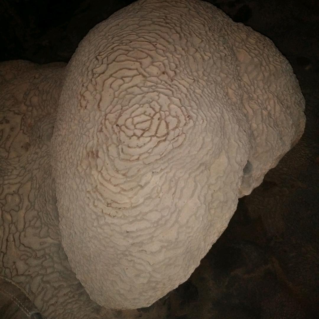 DY朝