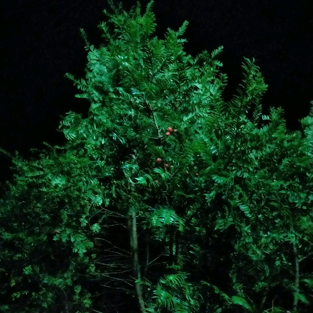 安好便是晴天