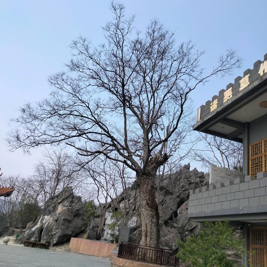 佛荣