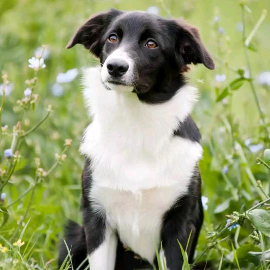 海阔凭鱼跃,天高任鸟飞