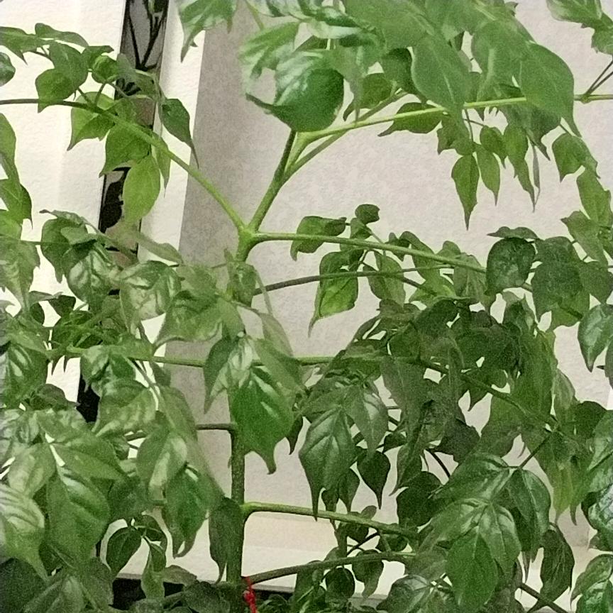 红酒