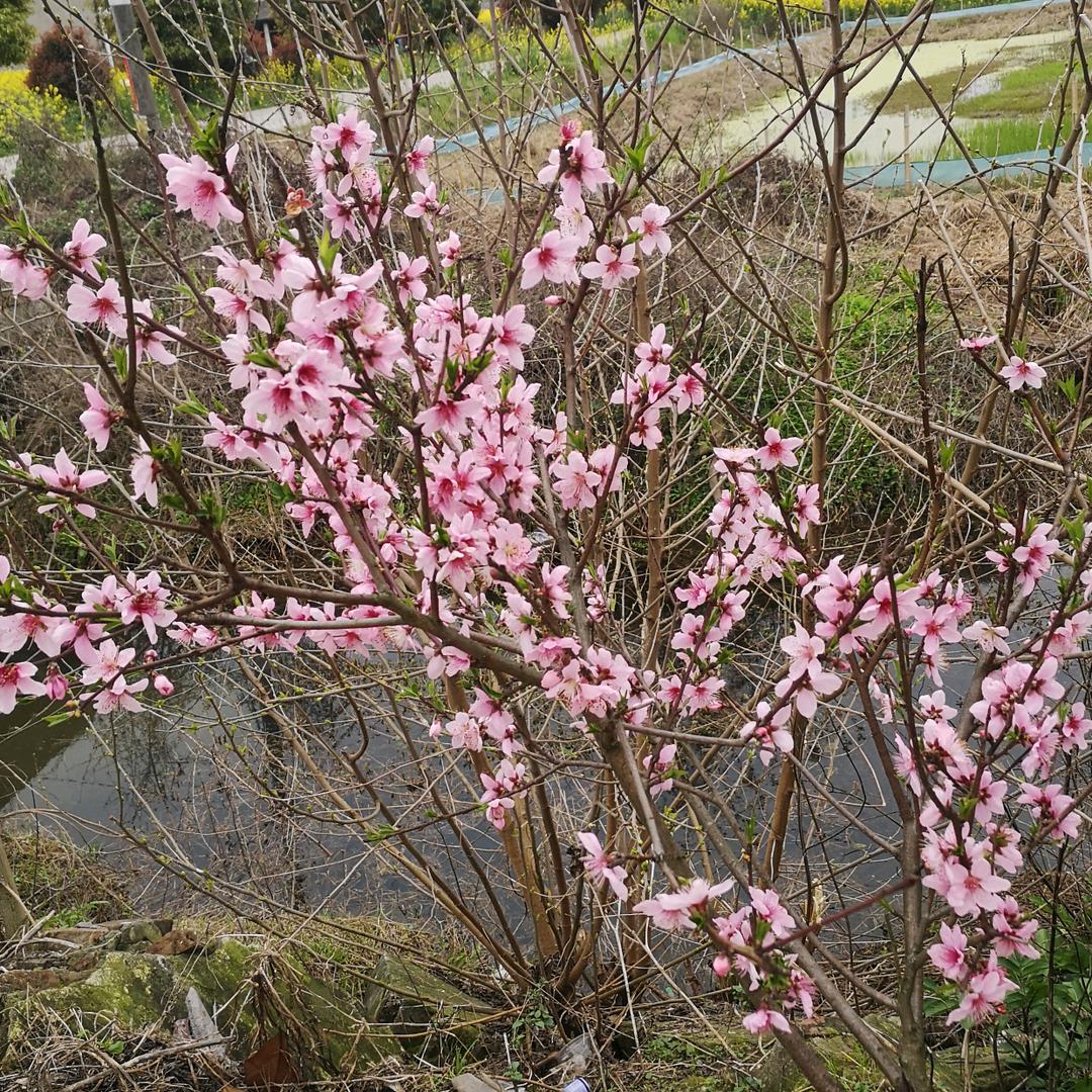 依依