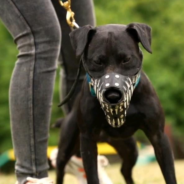 大别山火梗犬