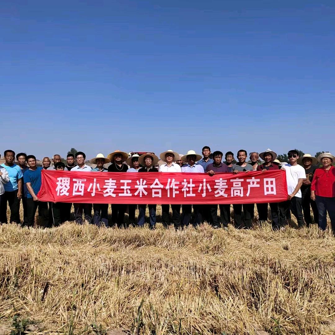 稷西小麦玉米合作社
