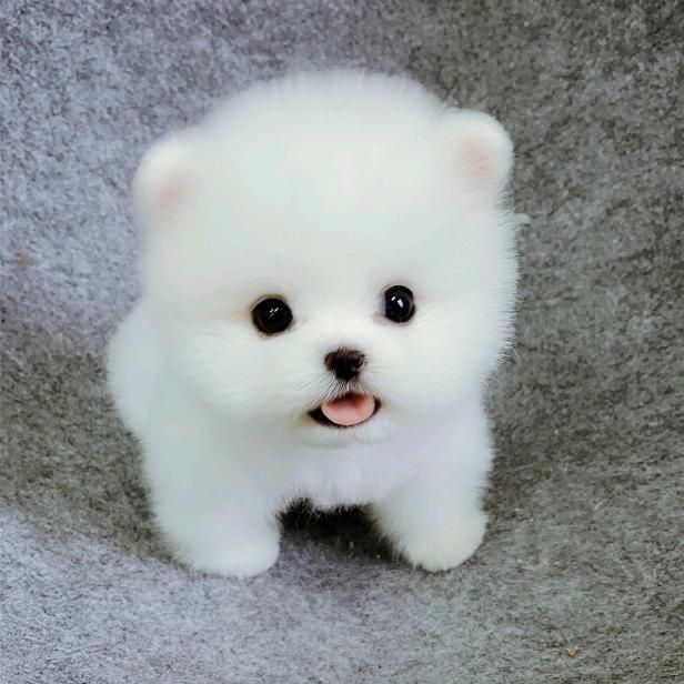 小明
