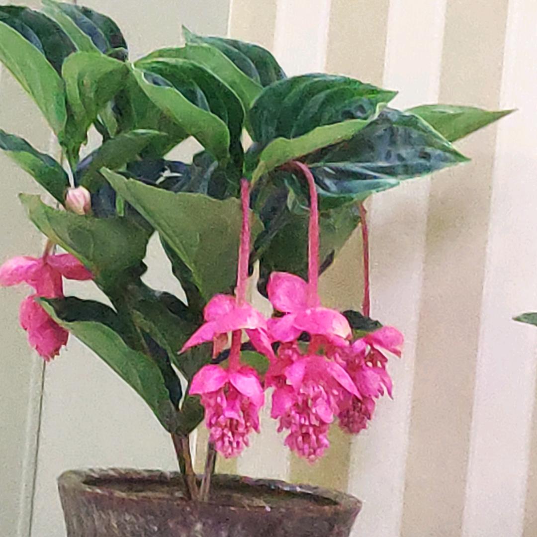 如月