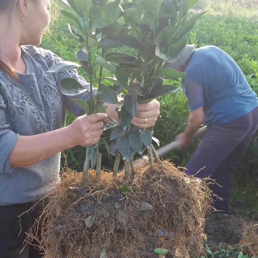 宁都县河东脐橙苗圃
