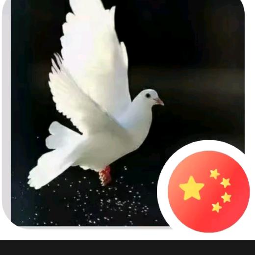 阳之梦