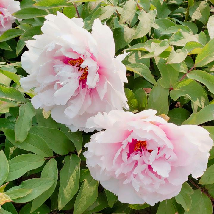 ღ᭄ꦿ终是过客⁵²º᭄