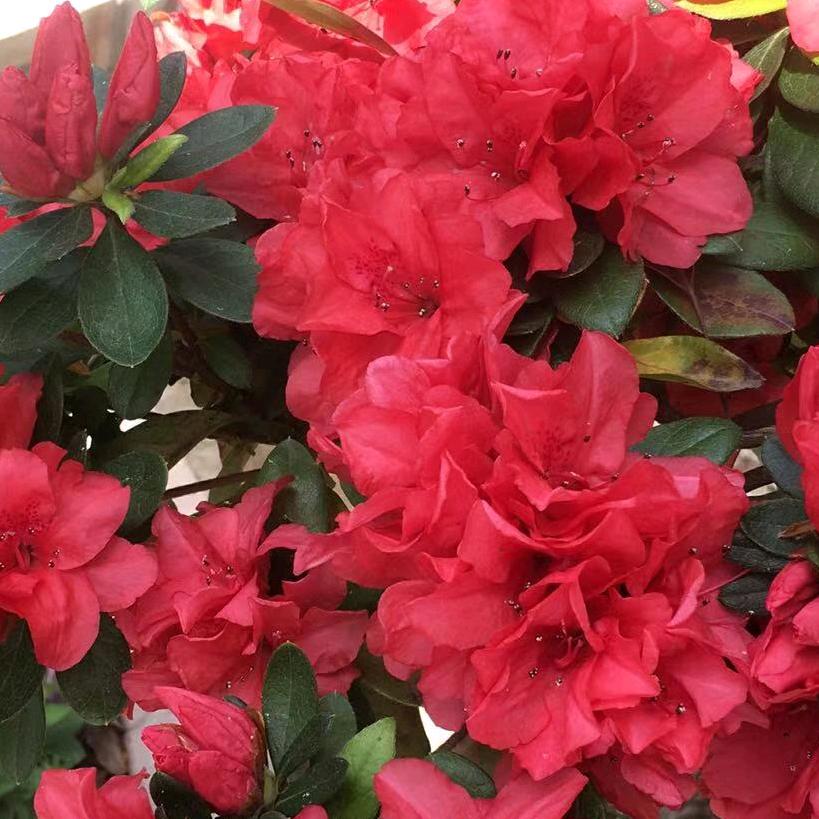 锦上添花
