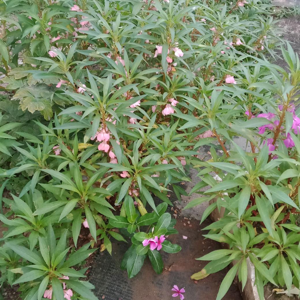 兰花