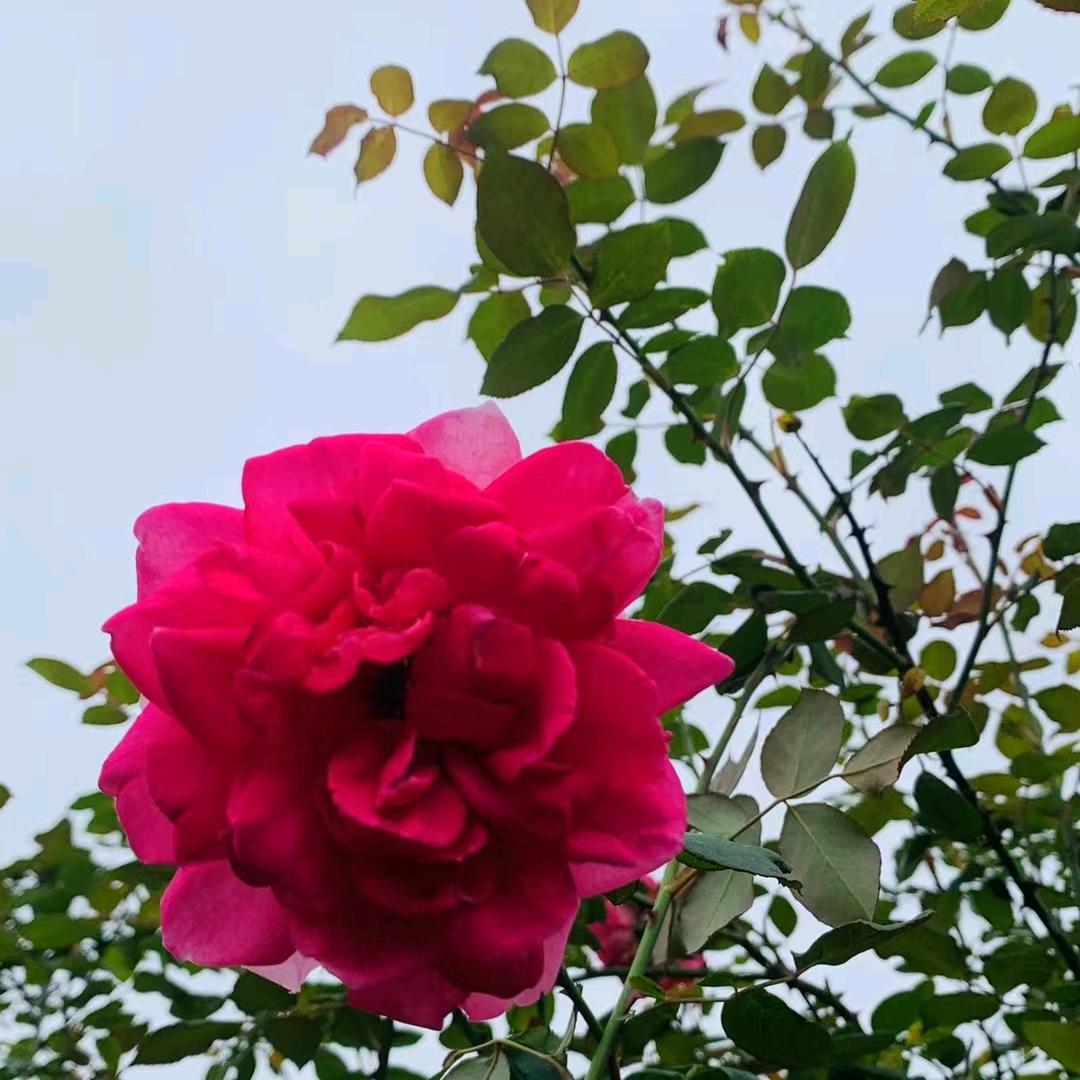 曾三姐老火锅