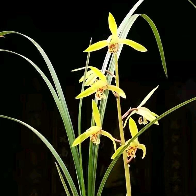 佳园美（兰花）