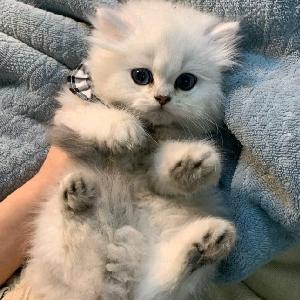 猫汪星球