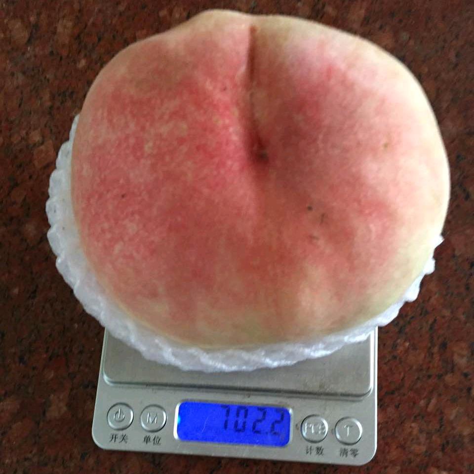 花好桃圆