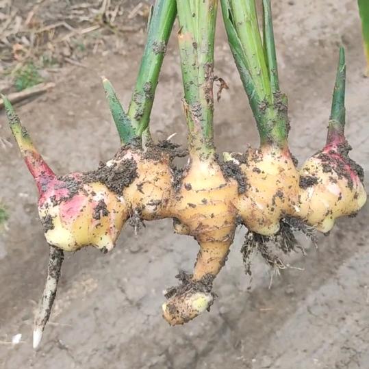 王南湖湖地拐子生姜大葱交易中心