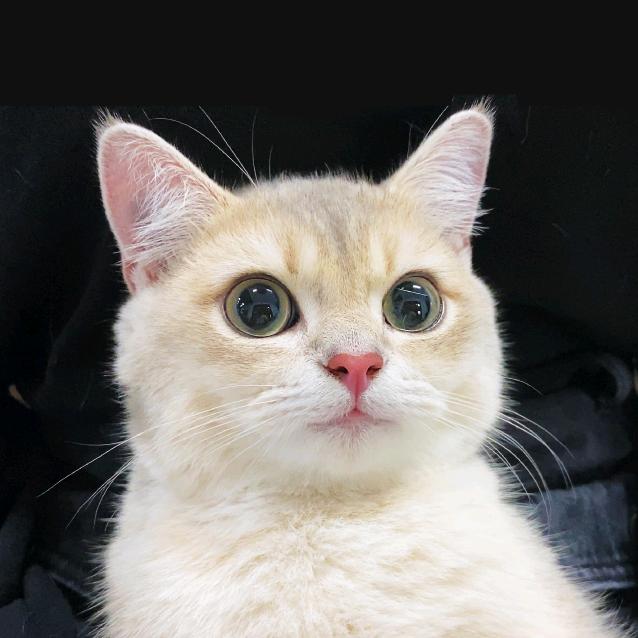 一只钝钝🐱