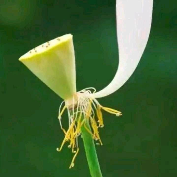小李飞刀