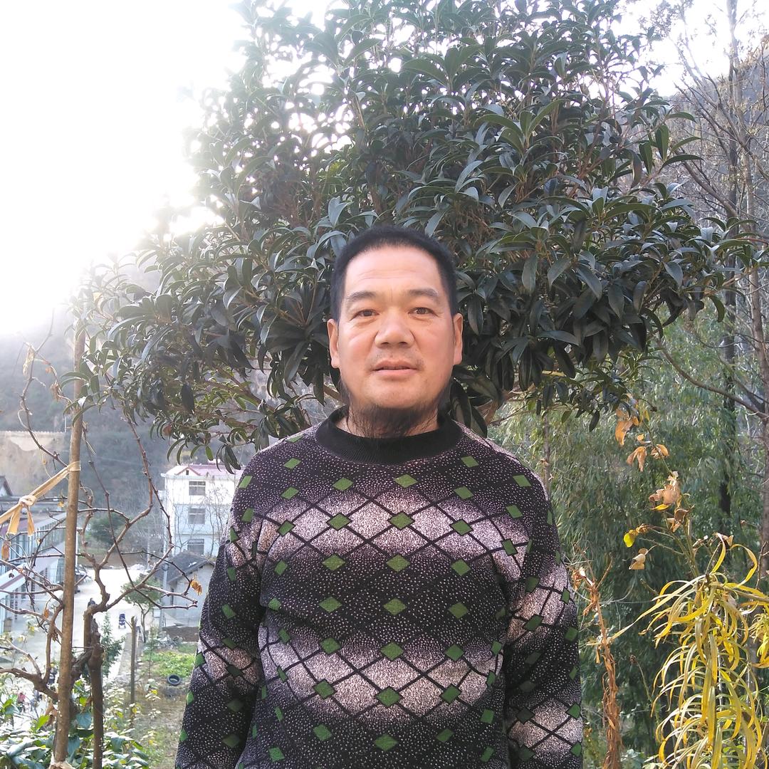 王福成，收玉米