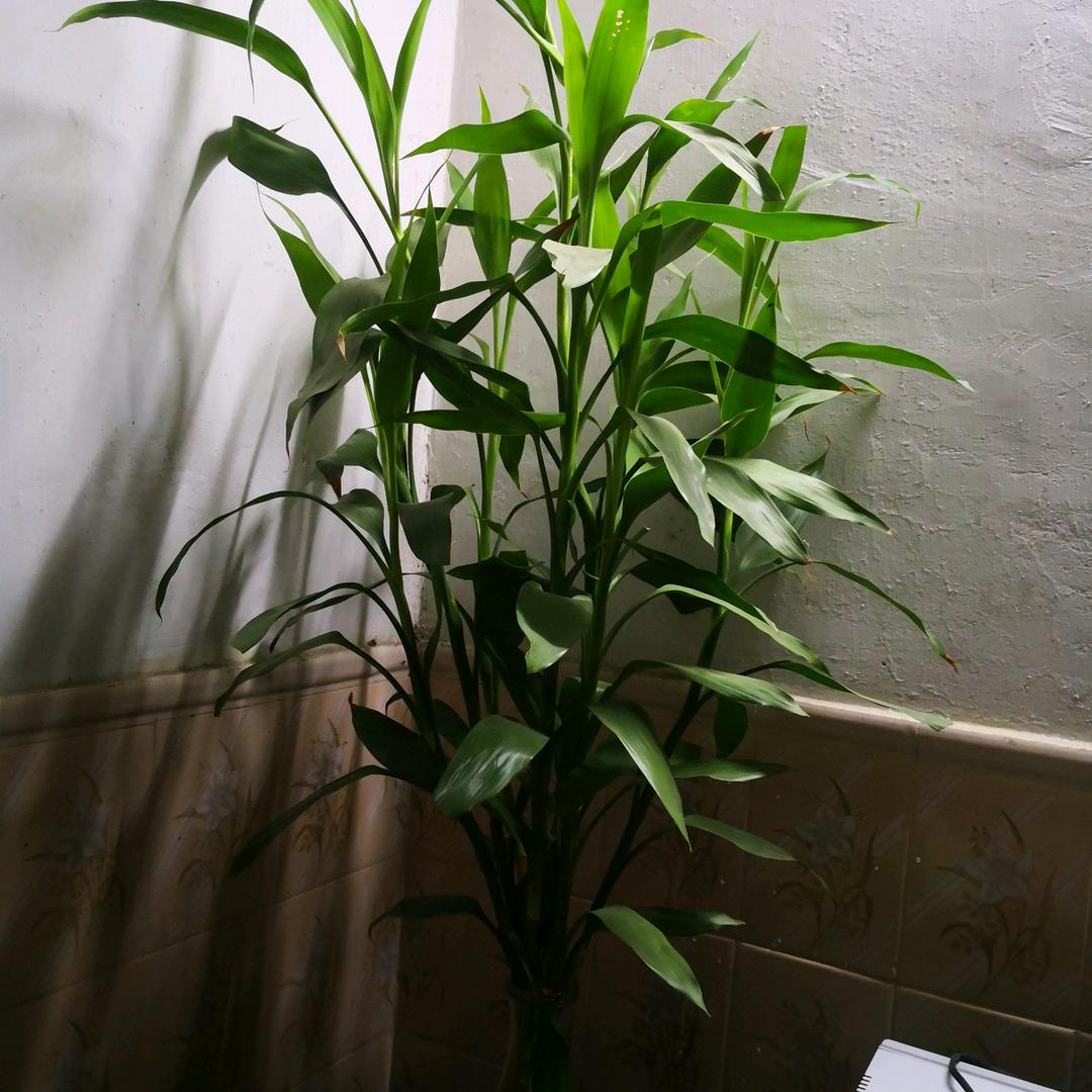 一路生花