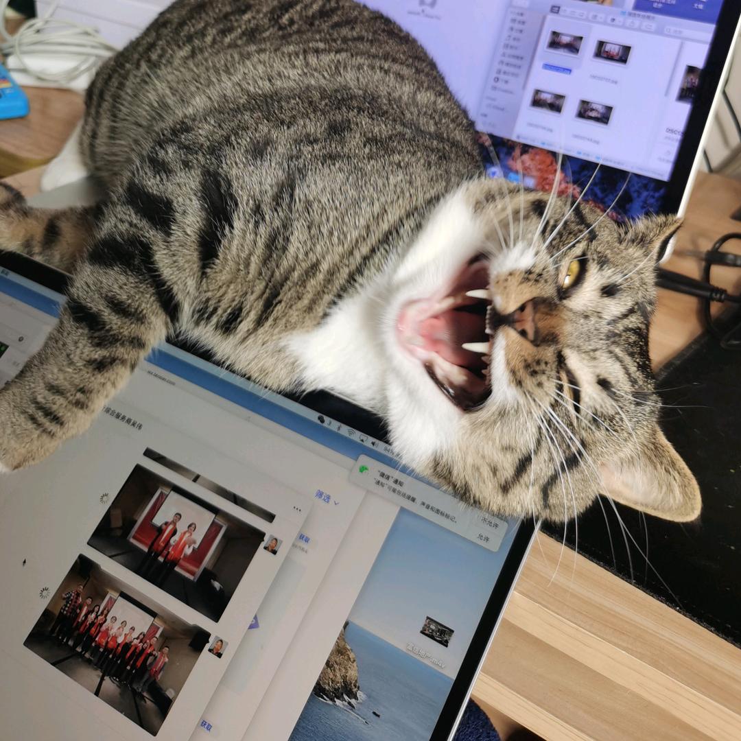 猛兽海参