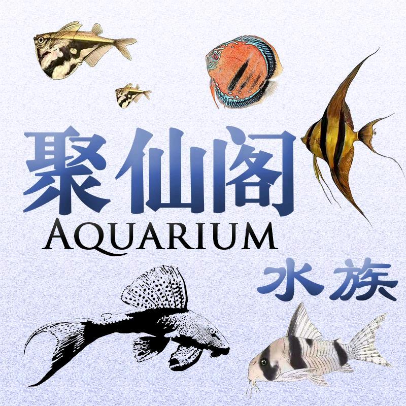 Salimu聚仙阁水族