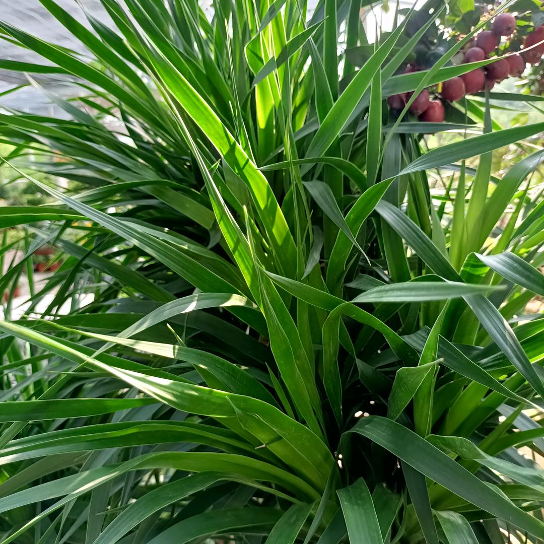 魏县美食水煎包