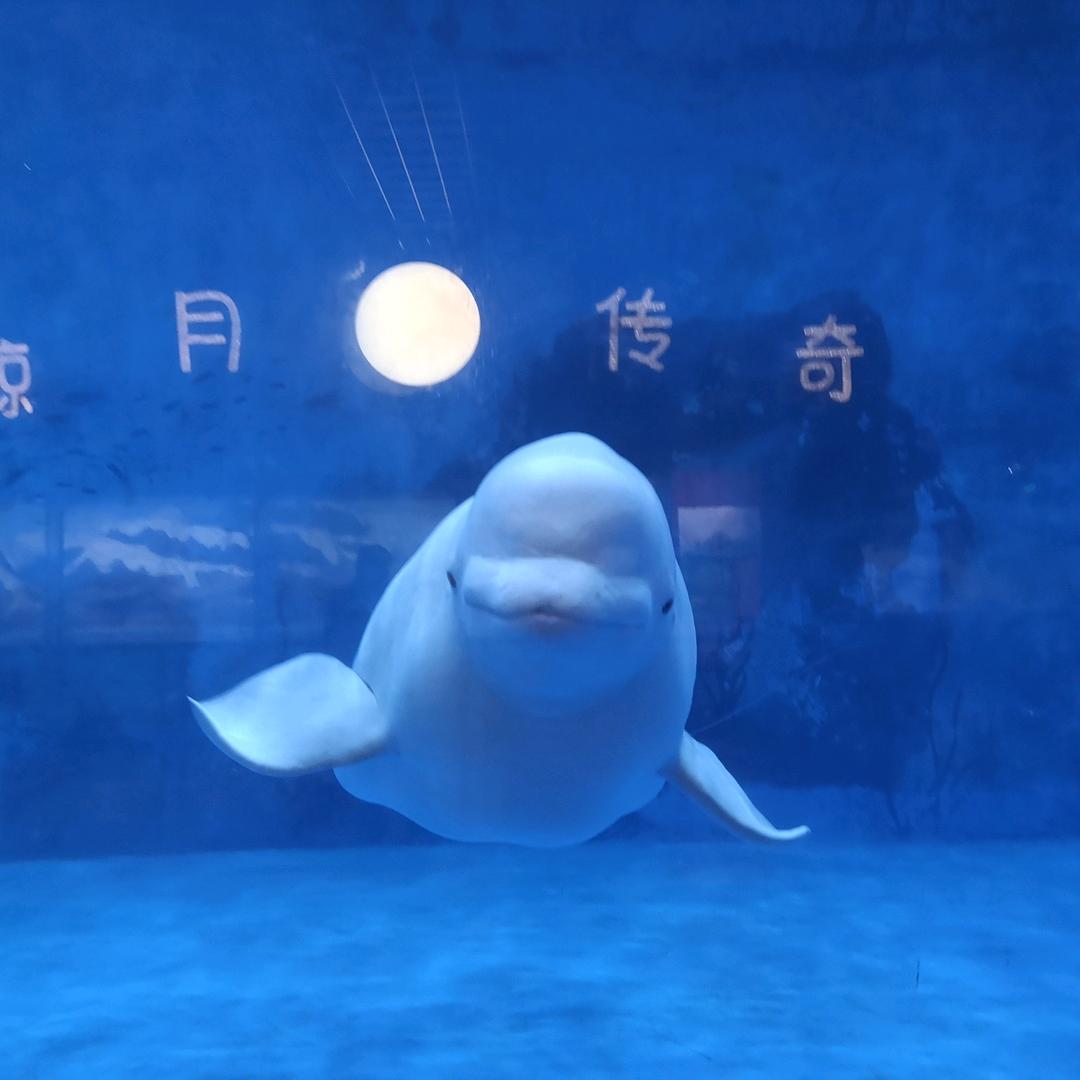 妙不可妍