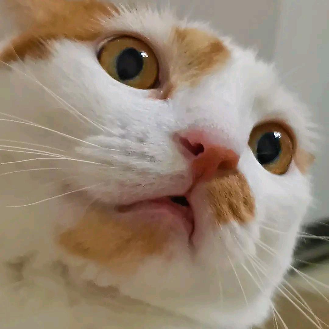 爱冒险的朵拉喲（青春癫狂版）