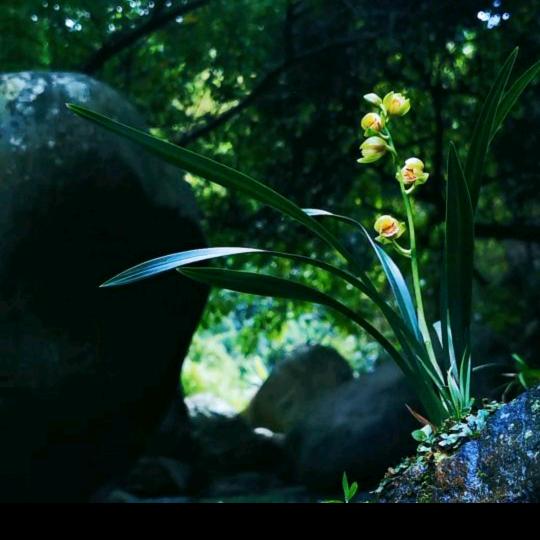 深谷见幽兰