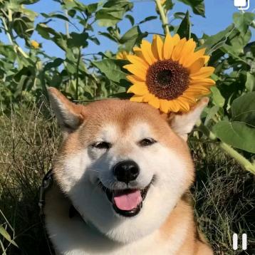 邢台市浪漫花屋运营总监