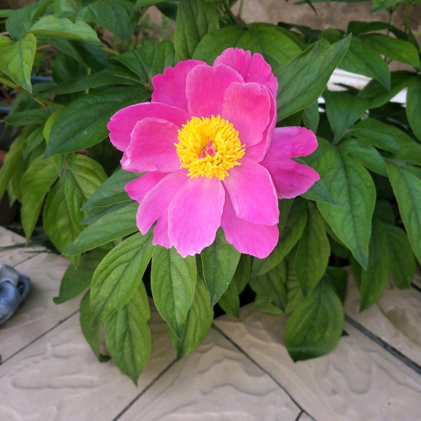 鑫奶奶.