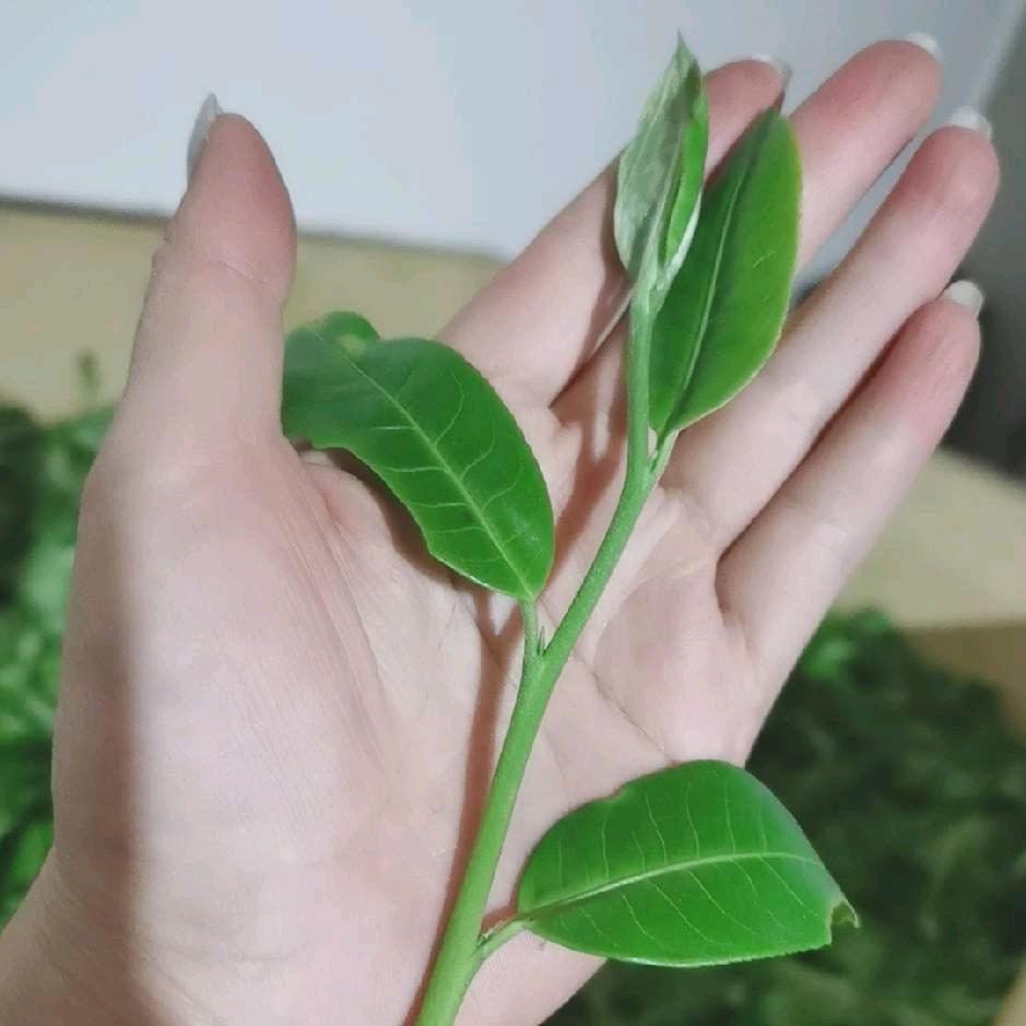 茗茶女侠