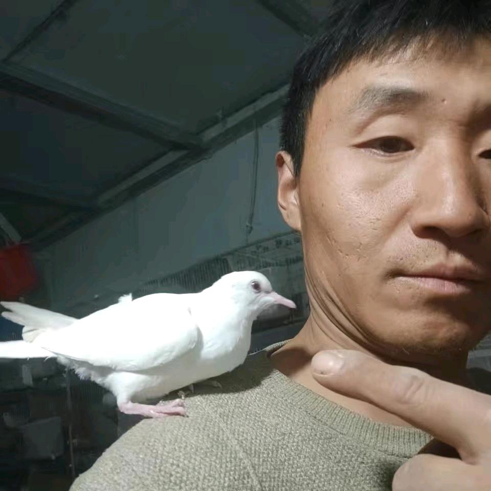 誓 言  鸽舍