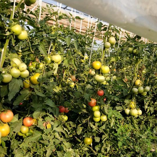 做好自我《种西红柿的80后》